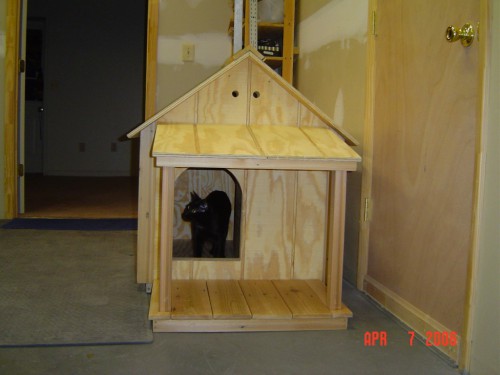 Family cat inspecting the dog house