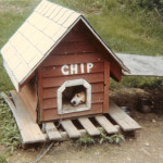 Chip the beagle lazing the day away in his well-worn doghouse