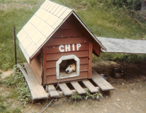 Chip the beagle louning in his well-worn doghouse