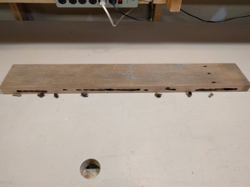Carpenter bee tunnels exposed after ripping board on table saw
