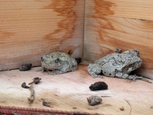 Two gray tree frog buddies hanging out inside the bird house